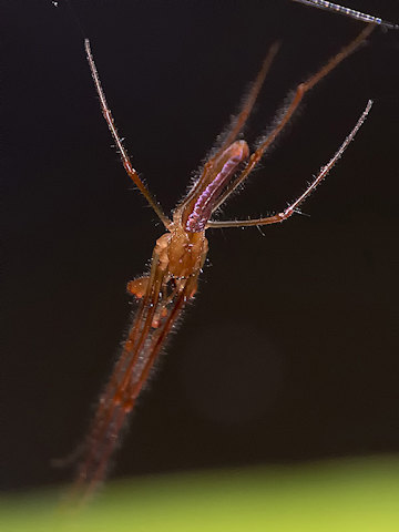 Long-jawed Spider (zb) (Tetragnatha sp)